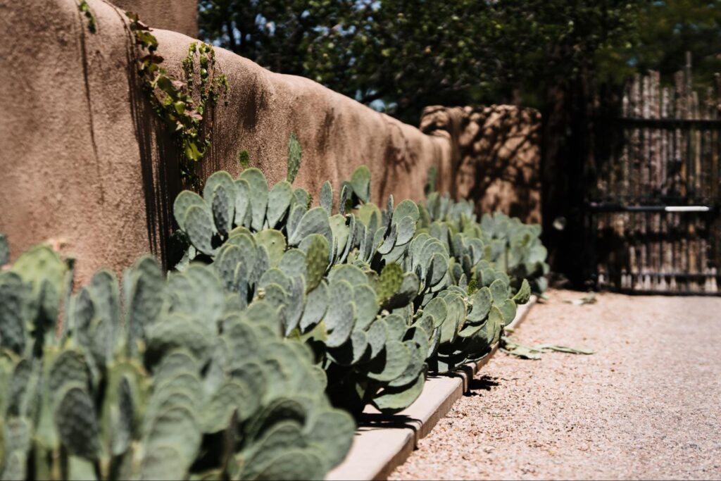 Row of green cactus plants growing along an adobe wall under bright sunlight. | outdoor wedding venues in albuquerque