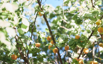Butter Yellow Wedding Ideas: Sunny Summer Color Inspiration